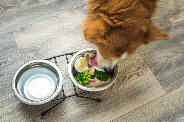 Cáncer y alimentación en perros: ¿puede la comida marcar una diferencia?