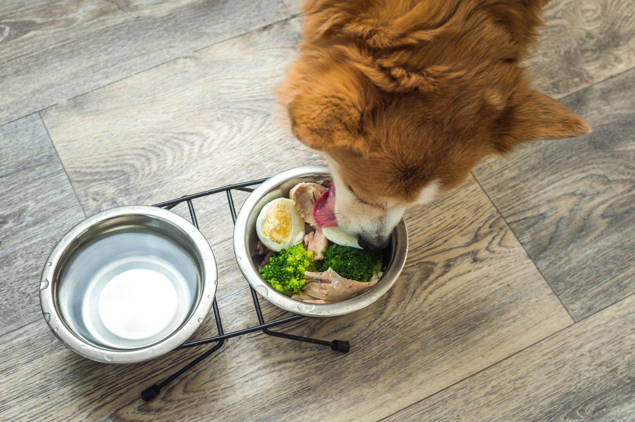 Cáncer y alimentación en perros: ¿puede la comida marcar una diferencia?